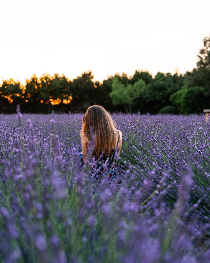 Un'immagine del campo di lavanda di Elvio Sulas