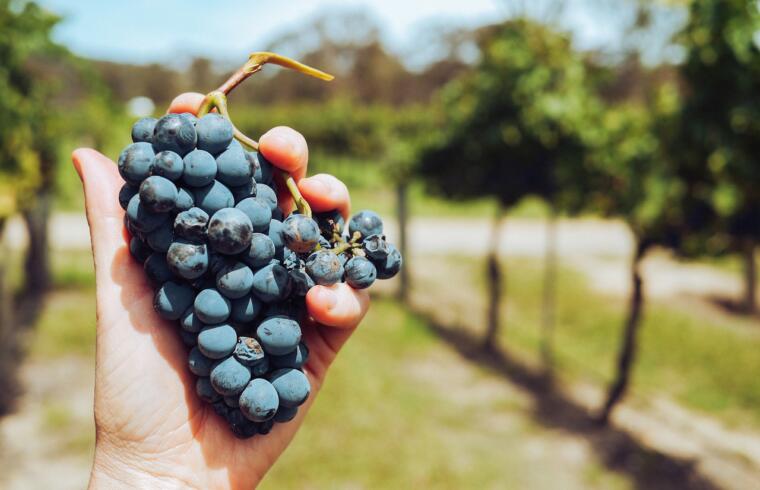 La vendemmia artigianale in Sardegna